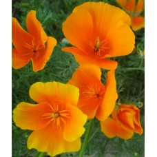 Eschholtzia, California Poppy