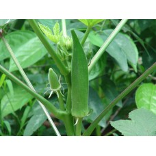 Organic Okra