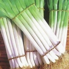 Organic Onion Scallion Ishikura