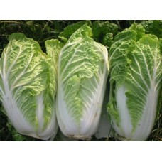 Organic Oriental Chinese Cabbage Granaat