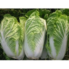 Oriental Chinese Cabbage Granaat