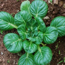 Organic Oriental Pakchoi Tai sai