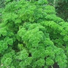 Organic Parsley, Moss Curled
