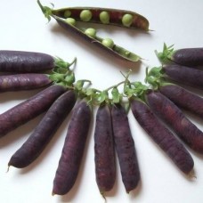 Organic Pea 'Blauschokker'