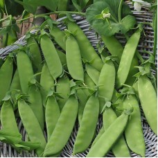 Organic Snow Pea Hendriks