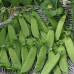 Organic Snow Pea Hendriks