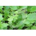 Organic Mustard