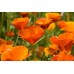 Organic Eschholtzia, California Poppy