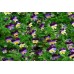 Wild Pansy - Viola Tricolour
