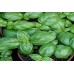 Basil, Sweet Genovese