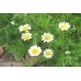 Organic Chamomile