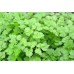 Organic Chervil