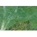 Organic Dill