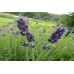 Organic Lavender, English