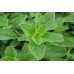 Organic Marjoram