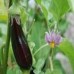 Organic Dwarf Cape Gooseberry 