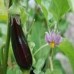 Dwarf Cape Gooseberry 