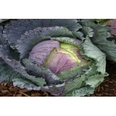 Organic Cabbage Deadon F1