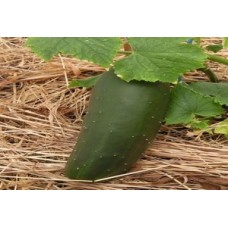 Organic Cucumber Marketmore
