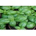 Organic Basil, Sweet Genovese
