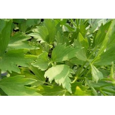 Organic Lovage