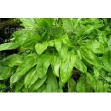 Organic Garden Sorrel