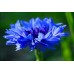 Organic Blue Cornflower - Centaurea Cyanus