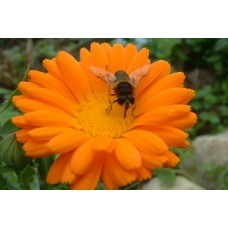 Organic Marigold, Pot