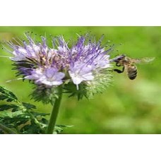 Organic Phacelia
