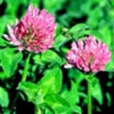 Organic Red Clover