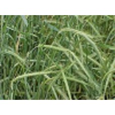 Organic Rye Seed