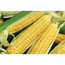 Organic Sweetcorn - 'Golden Bantam'
