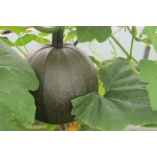 Squash Green Hokkaido