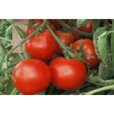 Organic Tomato Matina