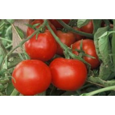 Tomato - Matina