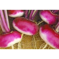 Organic Turnip Milan Purple Top