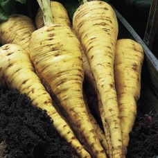 Organic Parsnip Tender and True