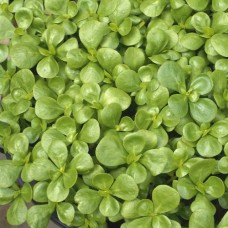 Summer Purslane - Portulaca Oleracea