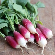 Radish French Breakfast