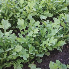 Organic Rocket Esmee