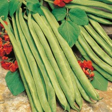 Organic Bean Runner Lady Di