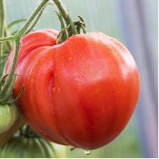 Beefsteak Tomato - Cuor di Bue