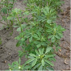 Organic Fenugreek Herb
