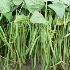 Organic Beans Dwarf French - 'Compass'