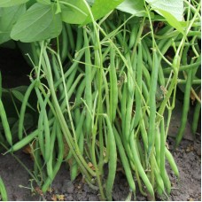 Organic Bean French Dwarf - 'Faraday' 