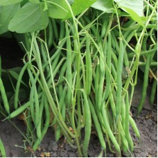 Dwarf French Bean - 'Faraday' 