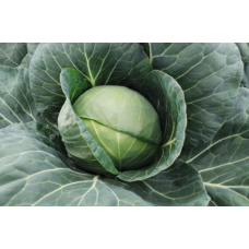 Cabbage - 'Farao F1'