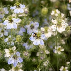 Organic Love in a Mist 