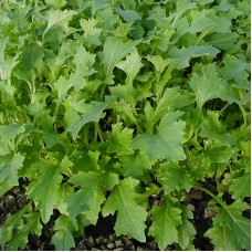 Oriental Green - Turnip - Namenia