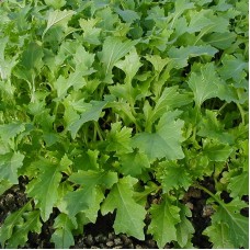 Oriental Green - Turnip Top - Namenia